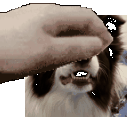 Kitten Pet Pet Gif